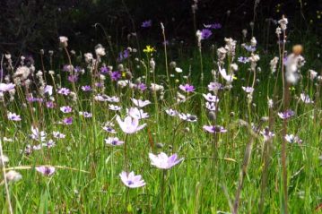 Φλαμπούρι - 2015-05-01 - Πρωτομαγιά στο Φλαμπούρι