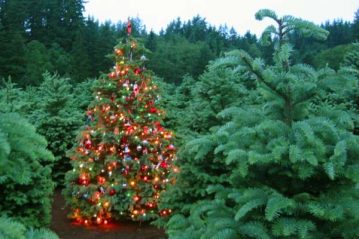 Φλαμπούρι - 2015-12-05 - Στολίζουμε Χριστουγεννιάτικο έλατο στο δρυμό της Πάρνηθας