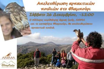 Φλαμπούρι - 2015-12-26 - Απελευθέρωση αρπακτικών πουλιών