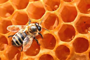 Φλαμπούρι - 2016-05-22 - Ο Θαυμαστός κόσμος της μέλισσας