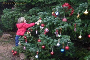 Φλαμπούρι - 2016-12-03 - Στολίζουμε Χριστουγεννιάτικο έλατο στο δρυμό της Πάρνηθας