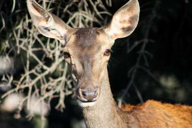 Φλαμπούρι - Πάρνηθα