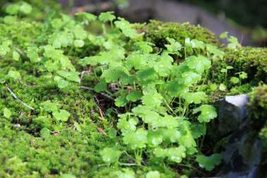 Φλαμπούρι - Πάρνηθα