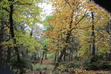 Φλαμπούρι - Πάρνηθα