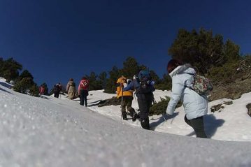 Φλαμπούρι - 2015-01-24 - Πεζοπορική βόλτα στον δρυμό της Πάρνηθας