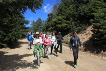 Φλαμπούρι - 2015-04-18 - Πεζοπορική βόλτα στο ελατόδασος της Πάρνηθας