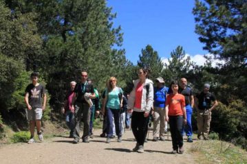 Φλαμπούρι - 2015-04-25 - Πεζοπορική βόλτα στο ελατόδασος της Πάρνηθας