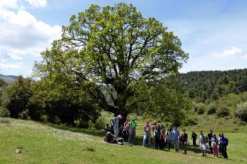 Φλαμπούρι - 2015-05-16 - Πεζοπορική βόλτα στο ελατόδασος της Πάρνηθας