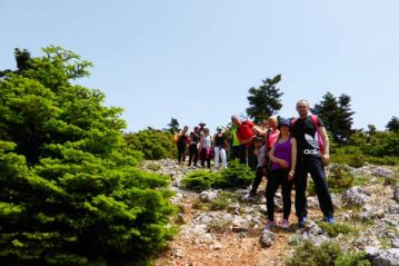 Φλαμπούρι - 2015-05-30 - Πεζοπορική βόλτα στο ελατόδασος της Πάρνηθας