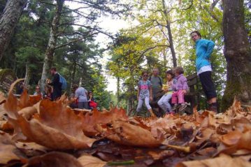 Φλαμπούρι - 2015-10-10 - Πεζοπορική βόλτα στον δρυμό της Πάρνηθας