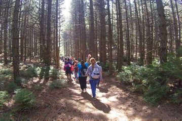 Φλαμπούρι - 2015-10-24 - Πεζοπορική βόλτα στο ελατόδασος της Πάρνηθας