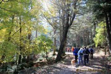 Φλαμπούρι - 2015-11-14 - Πεζοπορική βόλτα στο ελατόδασος της Πάρνηθας