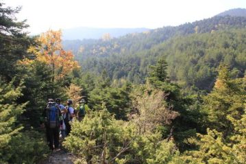 Φλαμπούρι - 2015-12-13 - Πεζοπορία στο δρυμό της Πάρνηθας