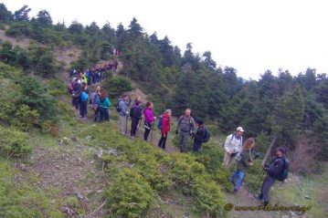 Φλαμπούρι - 2016-02-14 - Πεζοπορία ξαφνική στο ελατόδασος της Πάρνηθας