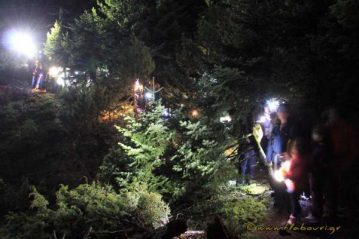 Φλαμπούρι - 2016-02-20 - Απογευματοβραδινή πεζοπορική βόλτα στο ελατόδασος της Πάρνηθας