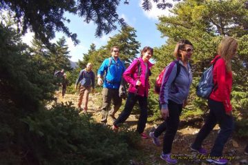Φλαμπούρι - 2016-02-27 - Διπλή πεζοπορική βόλτα στο ελατόδασος της Πάρνηθας