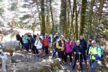Φλαμπούρι - 2016-03-13 - Πεζοπορία στο δρυμό της Πάρνηθας