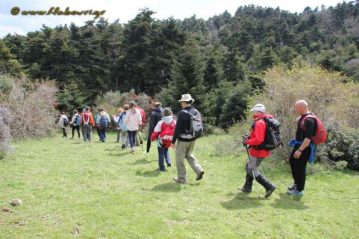 φλαμπούρι - 2016-04-02 - Διπλή πεζοπορική βόλτα στο ελατόδασος της Πάρνηθας