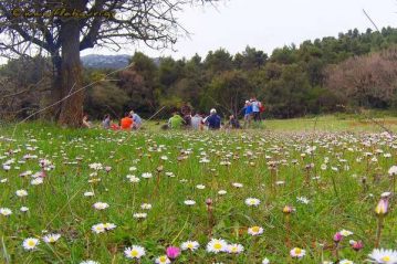 Φλαμπούρι - 2016-04-09 - Πεζοπορική βόλτα στο δρυμό της Πάρνηθας