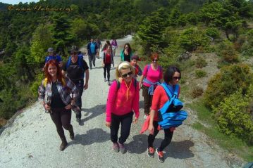 Φλαμπούρι - 2016-05-14 - Πεζοπορική βόλτα στο ελατόδασος της Πάρνηθας