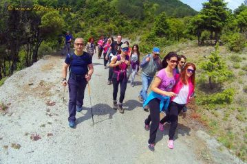 Φλαμπούρι - 2016-05-22 - Πεζοπορική βόλτα στο ελατόδασος της Πάρνηθας