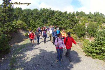 Φλαμπούρι - 2016-10-22 - Πεζοπορική βόλτα στο δρυμό της Πάρνηθας