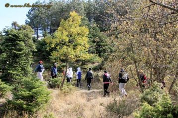 Φλαμπούρι - 2016-11-19 - Πεζοπορική βόλτα στο δρυμό της Πάρνηθας