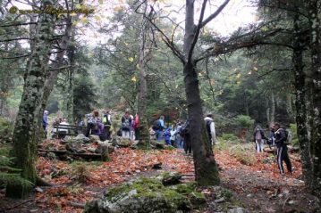 Φλαμπούρι - 2016-11-26 - Πεζοπορική βόλτα στο δρυμό της Πάρνηθας