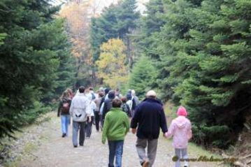 Φλαμπούρι - Forest bathing