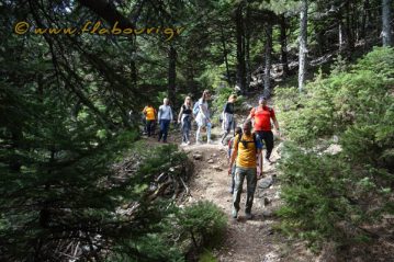 Φλαμπούρι - 2018-11-10 - Πεζοπορική βόλτα στο ελατόδασος της Πάρνηθας