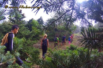 Φλαμπούρι - 2018-11-11 - Πεζοπορία στο ελατόδασος της Πάρνηθας