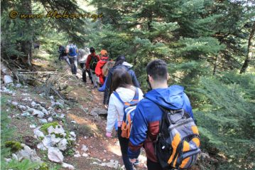 Φλαμπούρι - 2018-11-17 - Πεζοπορική βόλτα στο ελατόδασος της Πάρνηθας